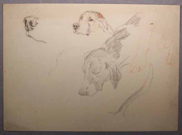 Studies of the Head, Paws and Tail of a Dog